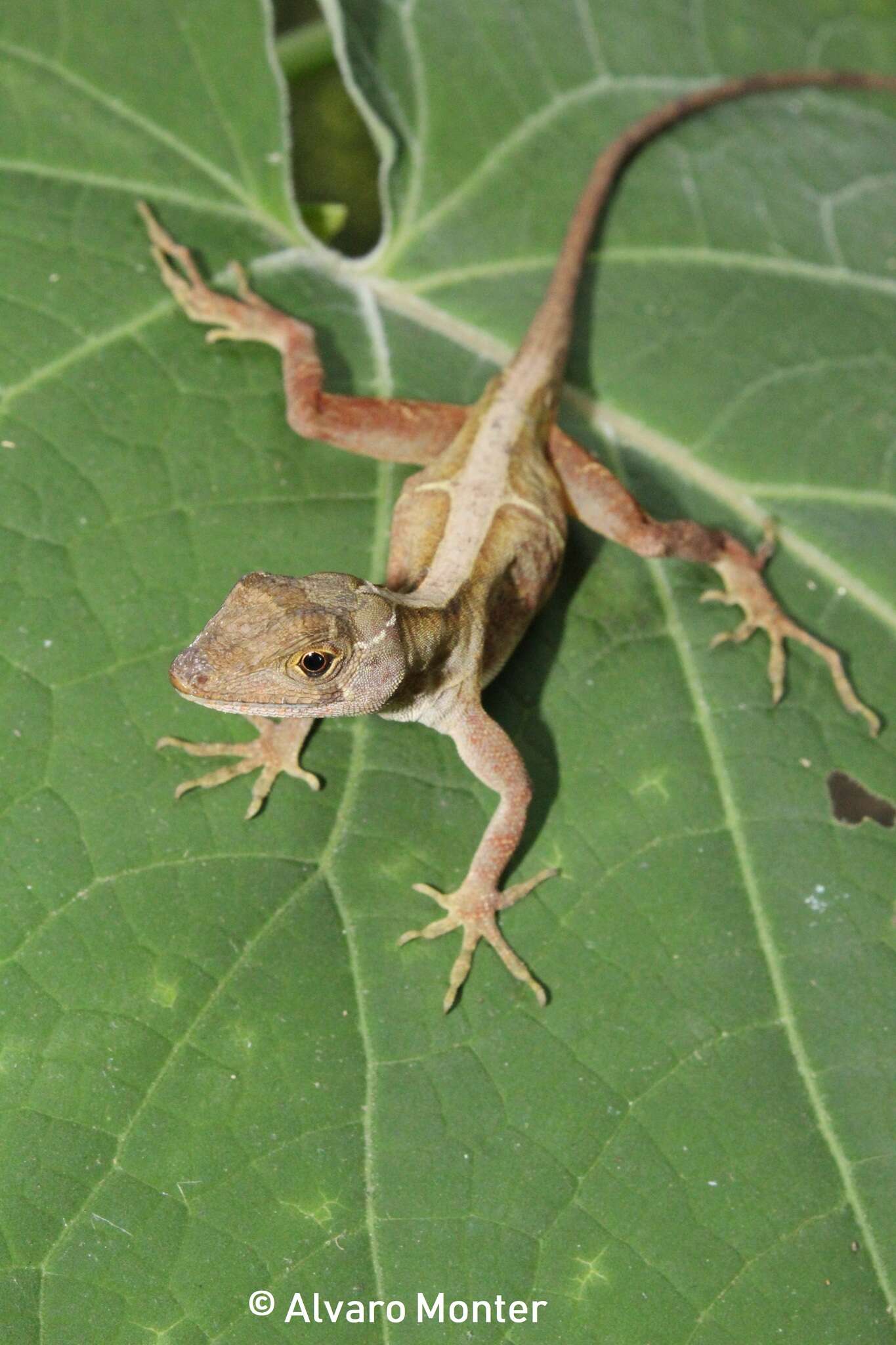 Image de Anolis schiedii (Wiegmann 1834)