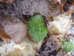 Image of Cladophora columbiana