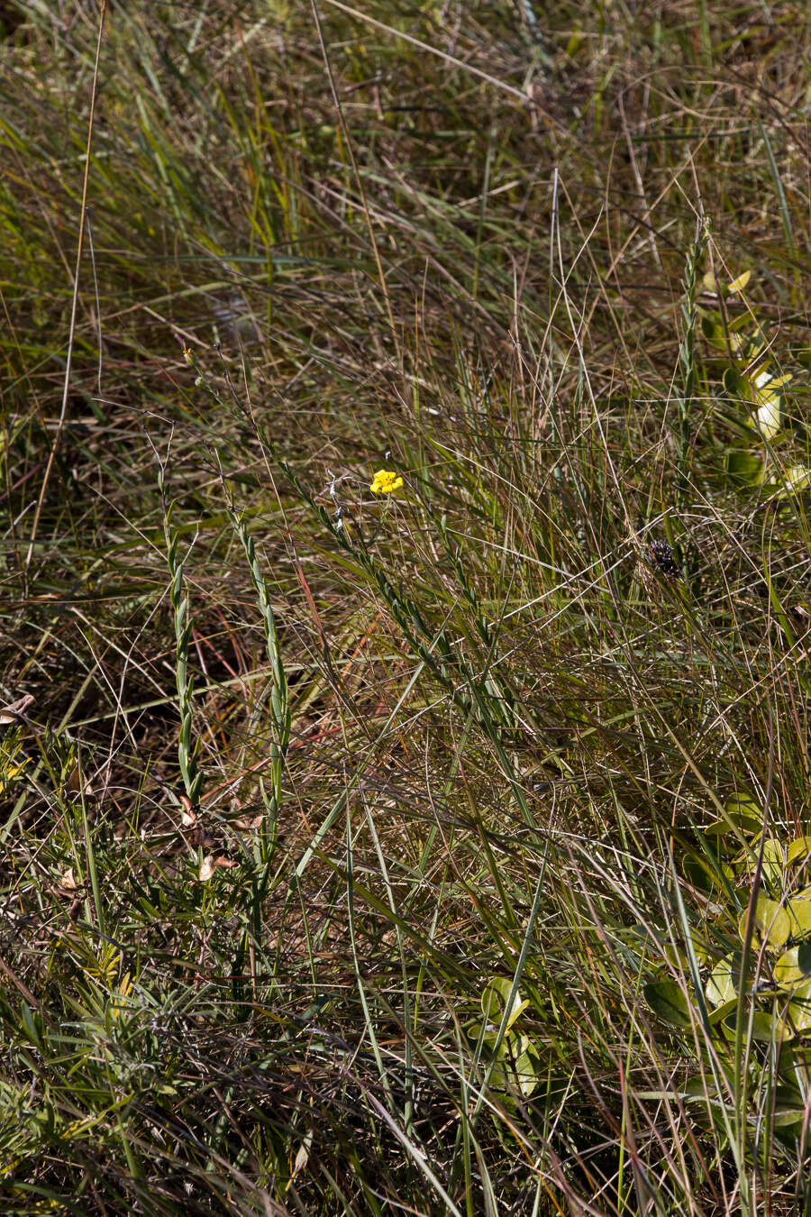 Image de Osteospermum imbricatum L.