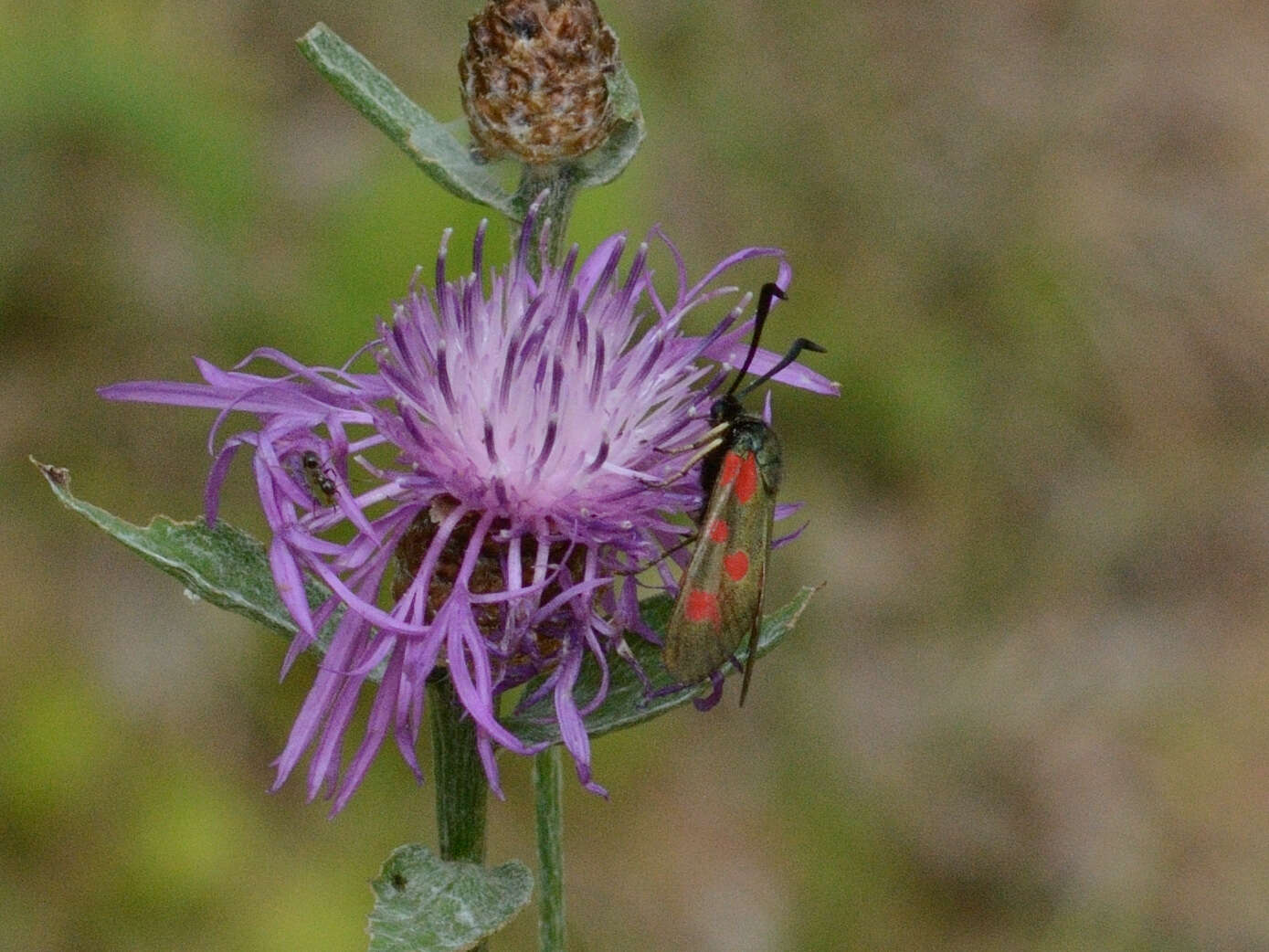 Plancia ëd Zygaena centaureae Fischer de Waldheim 1832