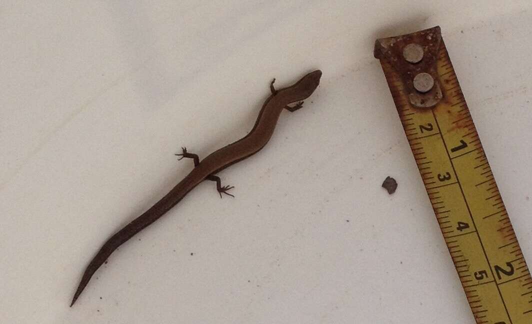 Image of Rüppell's snake-eyed skink