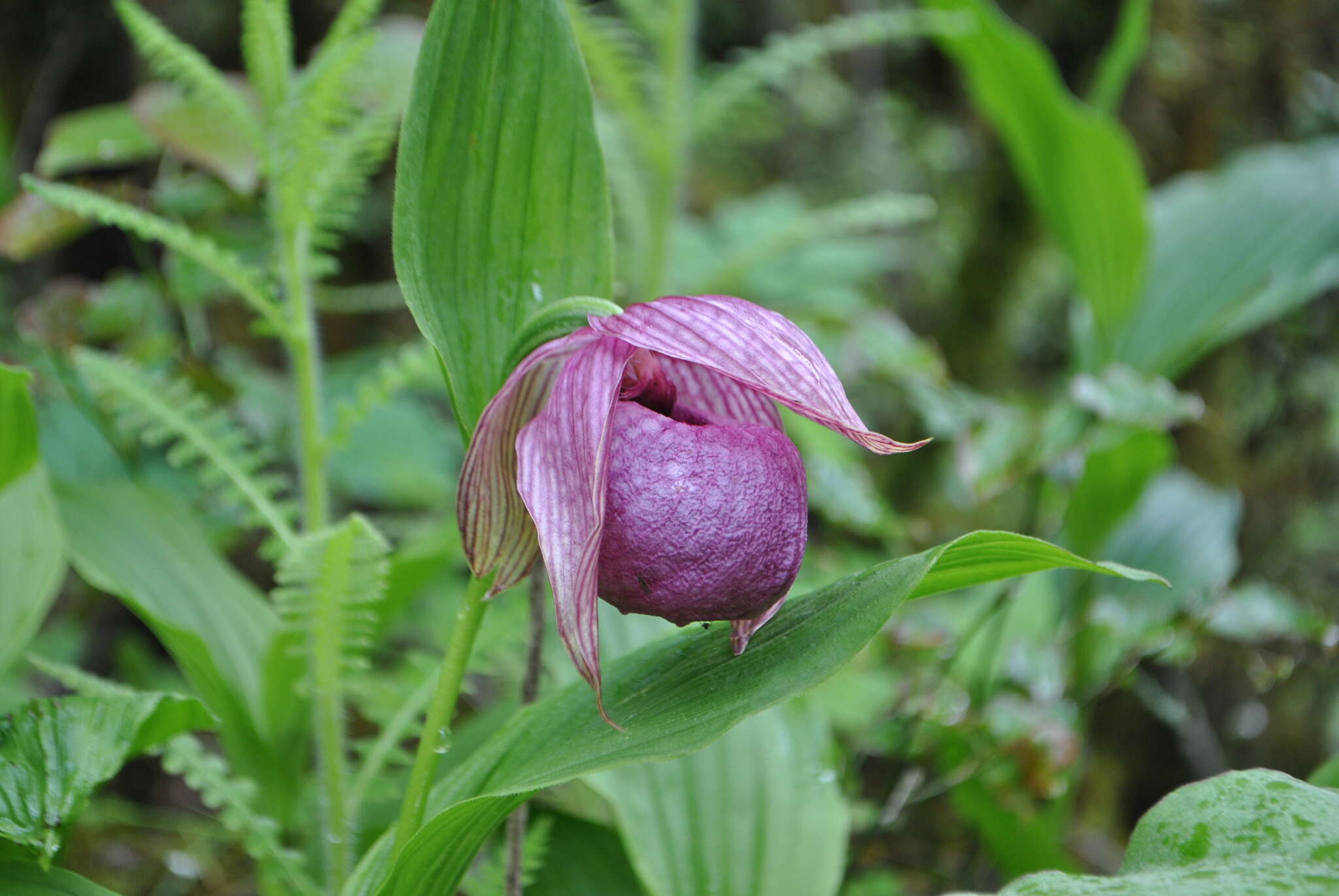 Image of Tibetian Cypripedium