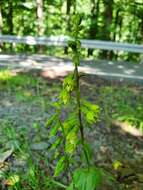 Image of Epipactis albensis Nováková & Rydlo