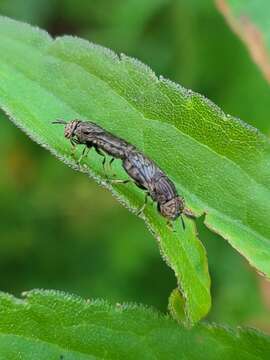 Image of Orthonevra nitida (Wiedemann 1830)