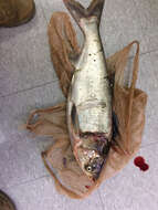 Image of silver carp