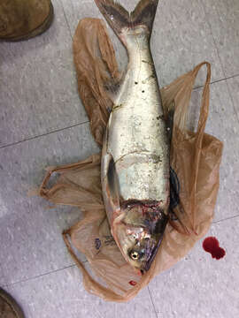 Image of silver carp