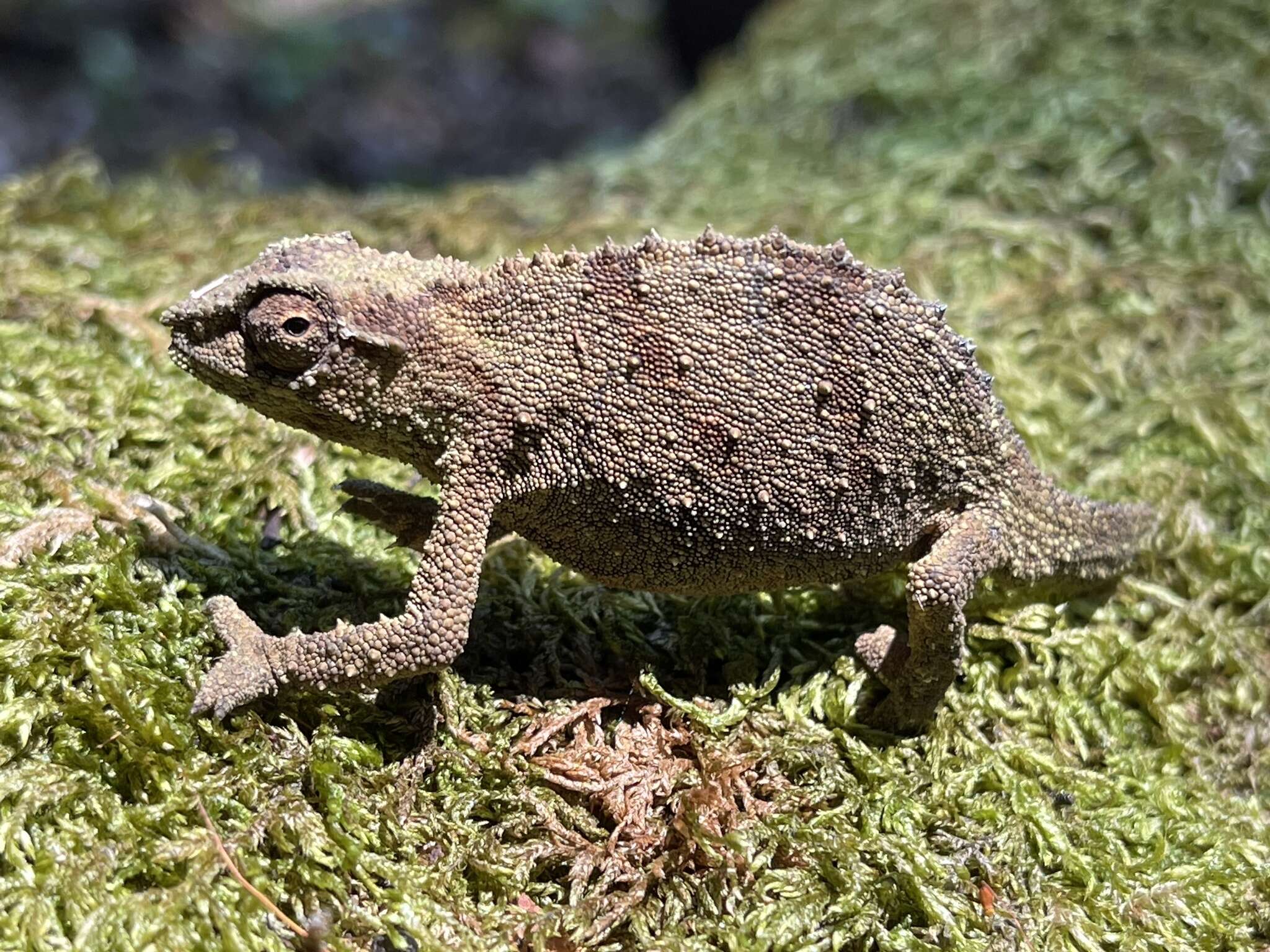 Image of Malawi Stumptail Chameleon