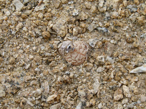 Image of Lithops ruschiorum (Dinter & Schwant.) N. E. Br.