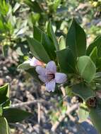 صورة Bontia bontioides (A. Gray) L. V. Aver'yanov