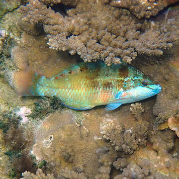 Image of Luculentus Wrasse