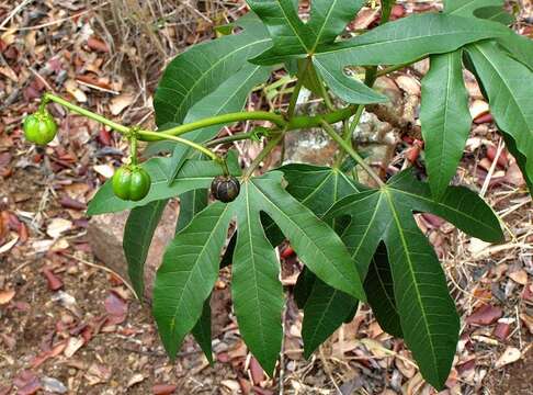 Image of Jatropha variifolia Pax