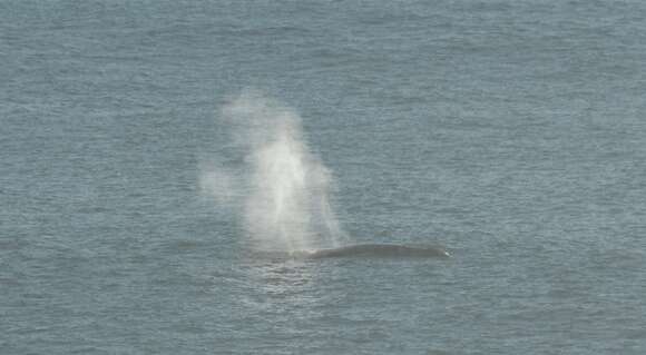 Image of gray whales