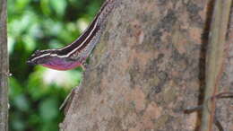 Image of Taylor's Anole