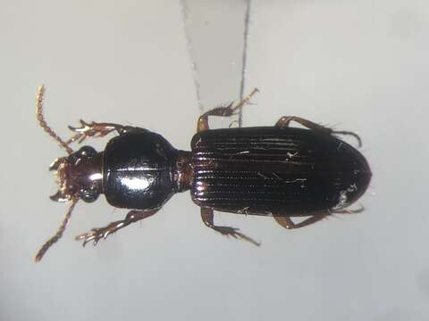 Image of Ground beetle