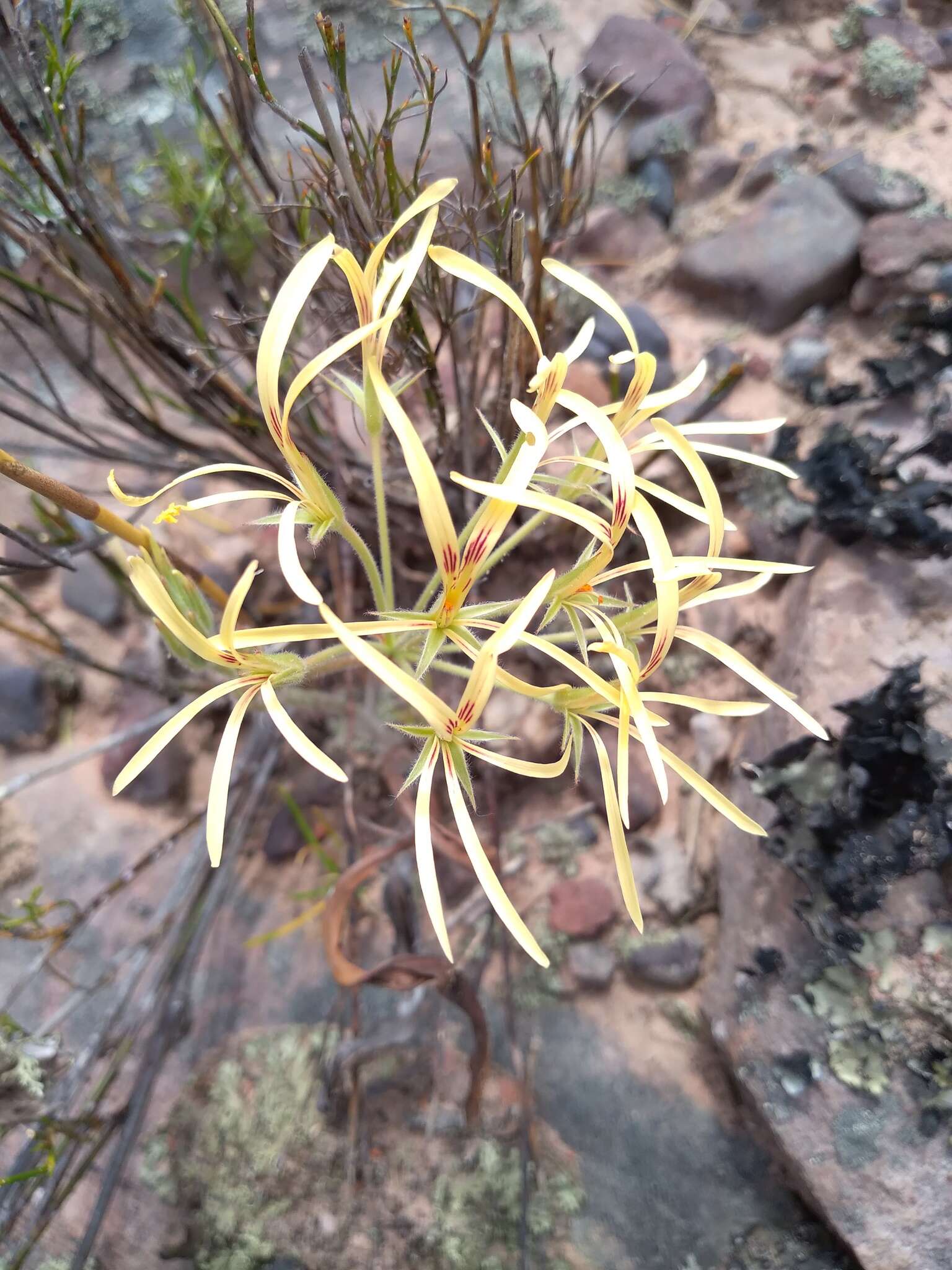 Image of Pelargonium longiflorum Jacq.