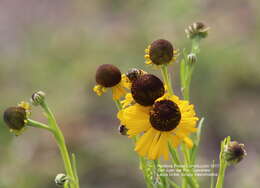 Image de Helenium mexicanum Kunth