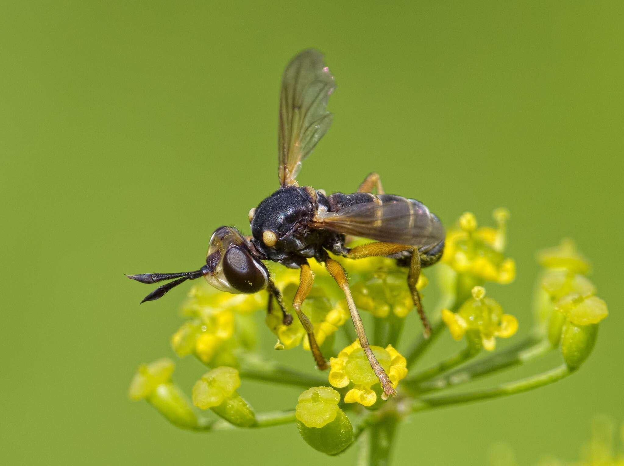 Image of Abrachyglossum capitatum (Loew 1847)