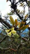 Image of Rodriguezia granadensis (Lindl.) Rchb. fil.