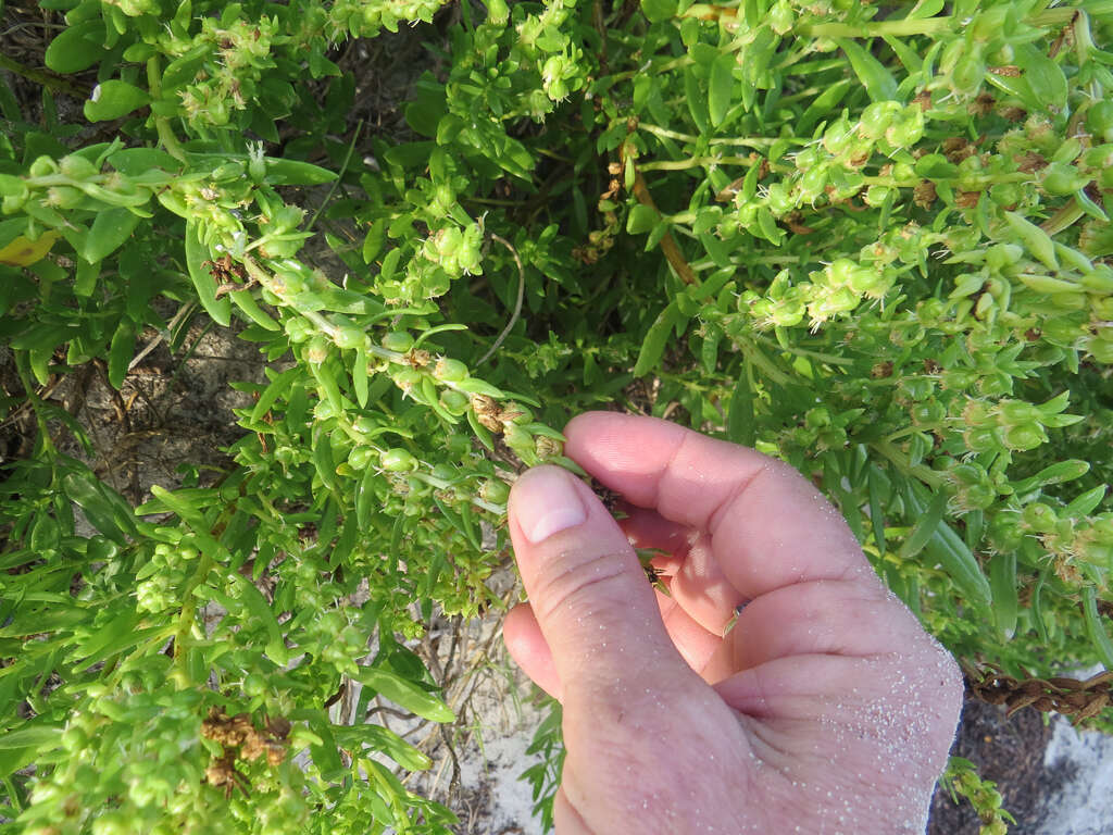 Image of seacoast marsh elder