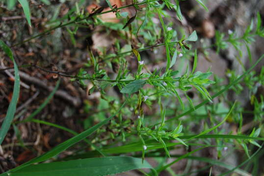 Image of American false pennyroyal