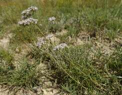 Слика од Gypsophila collina Ser.