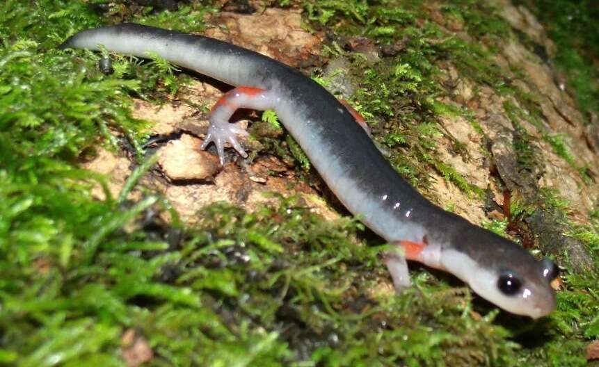 Image of Red-legged Salamander
