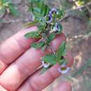 Image of Basistemon spinosus (Chod.) Mold.