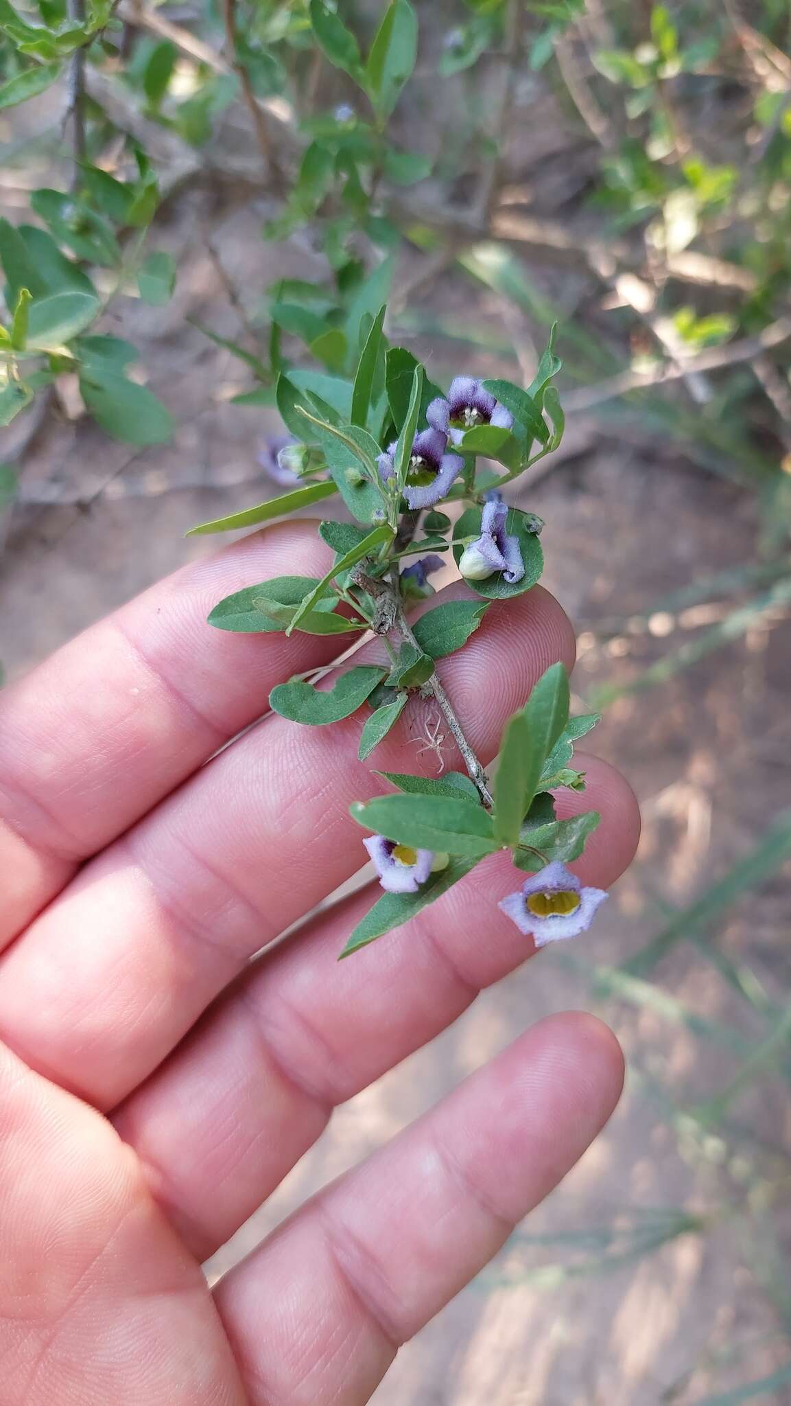 Sivun Basistemon spinosus (Chod.) Mold. kuva