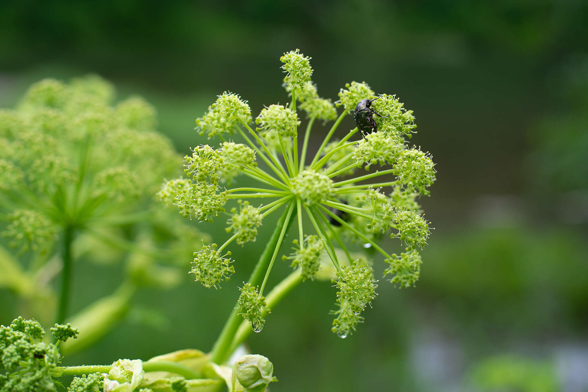 Angelica decurrens (Ledeb.) B. Fedtsch. resmi