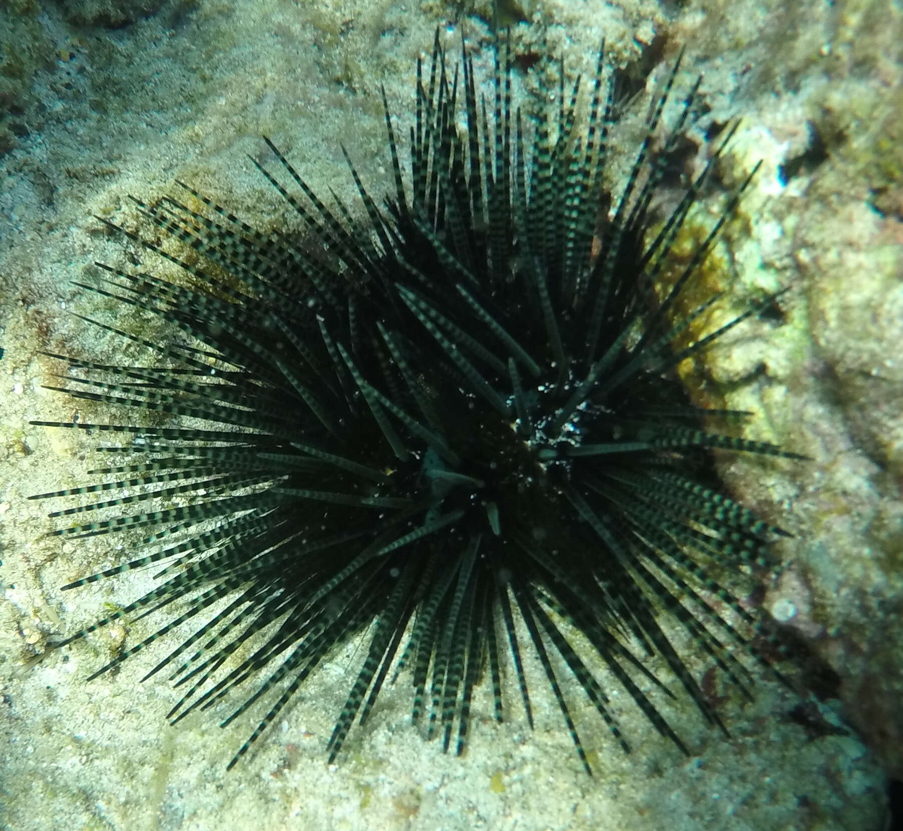 Image of banded sea urchin