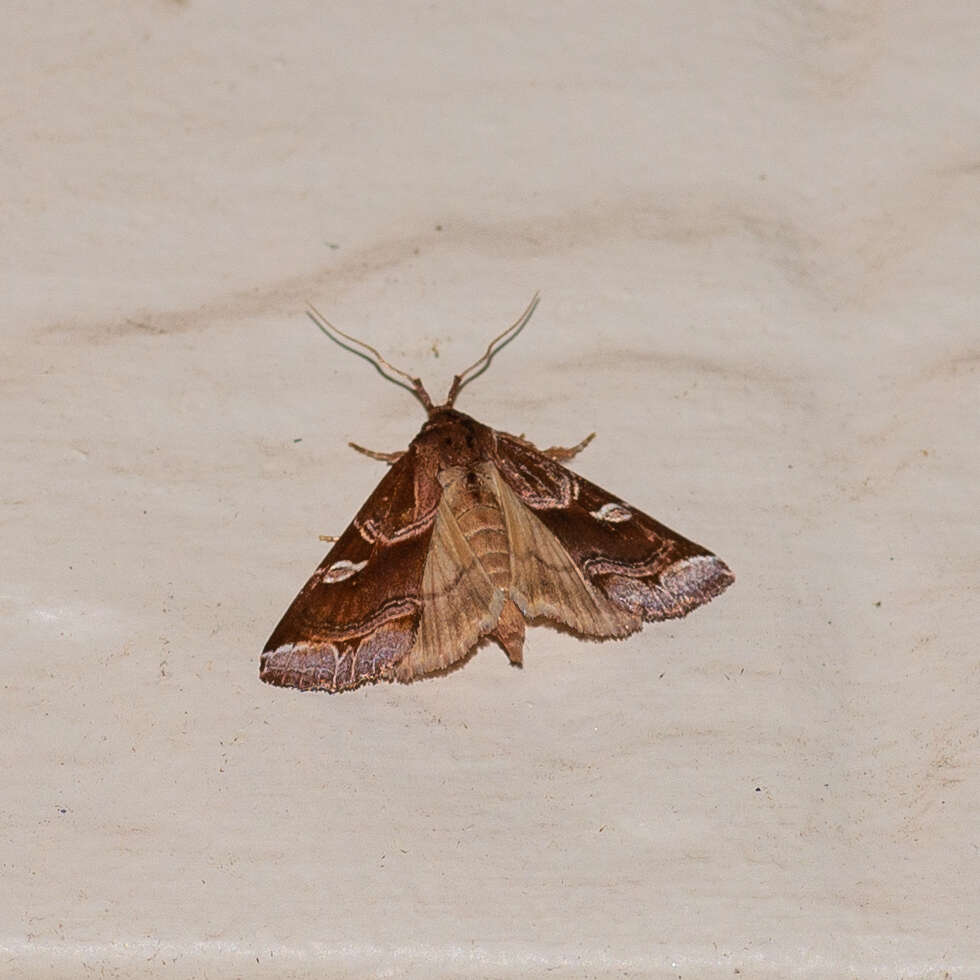 Image of Callopistria ferruginea Hampson 1908