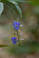 Dichorisandra penduliflora Kunth的圖片