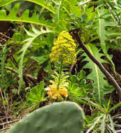 Image of Aeonium arboreum subsp. holochrysum (H. Y. Liu) Bañares