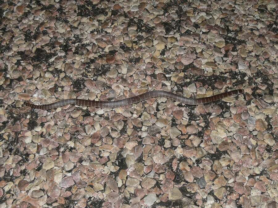 Image of North-western Shovel-nosed Snake