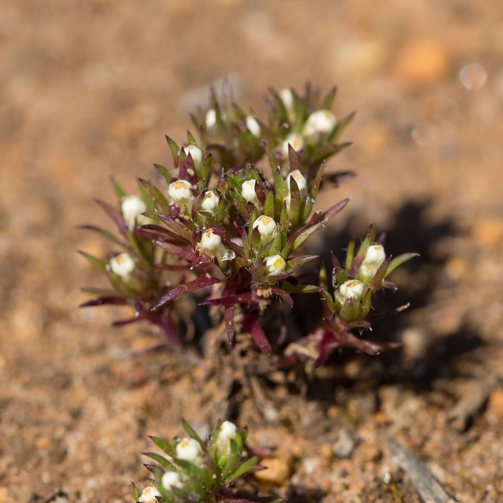 Plancia ëd Hyalosperma demissum (A. Gray) P. G. Wilson