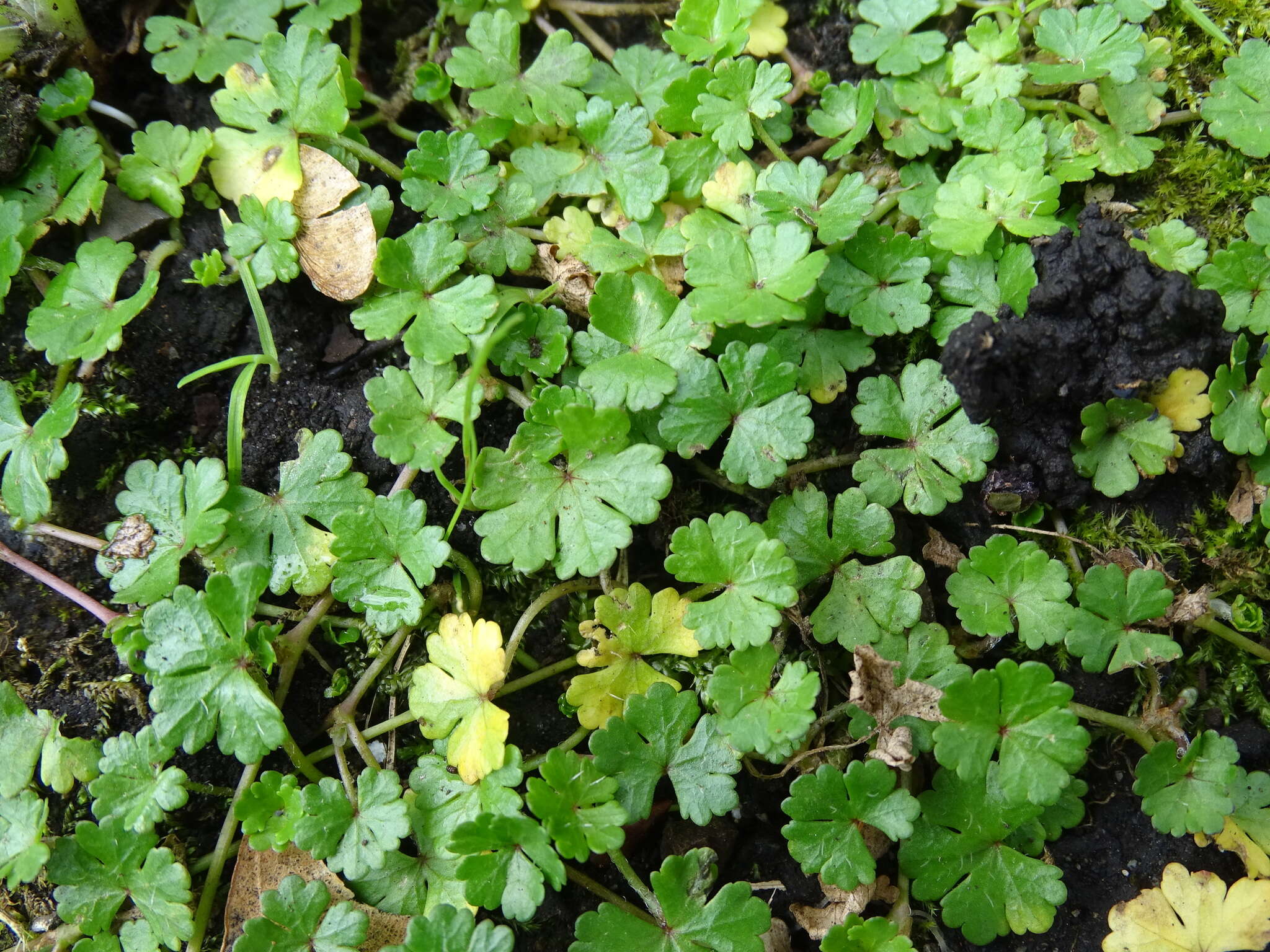 Hydrocotyle batrachium Hance的圖片