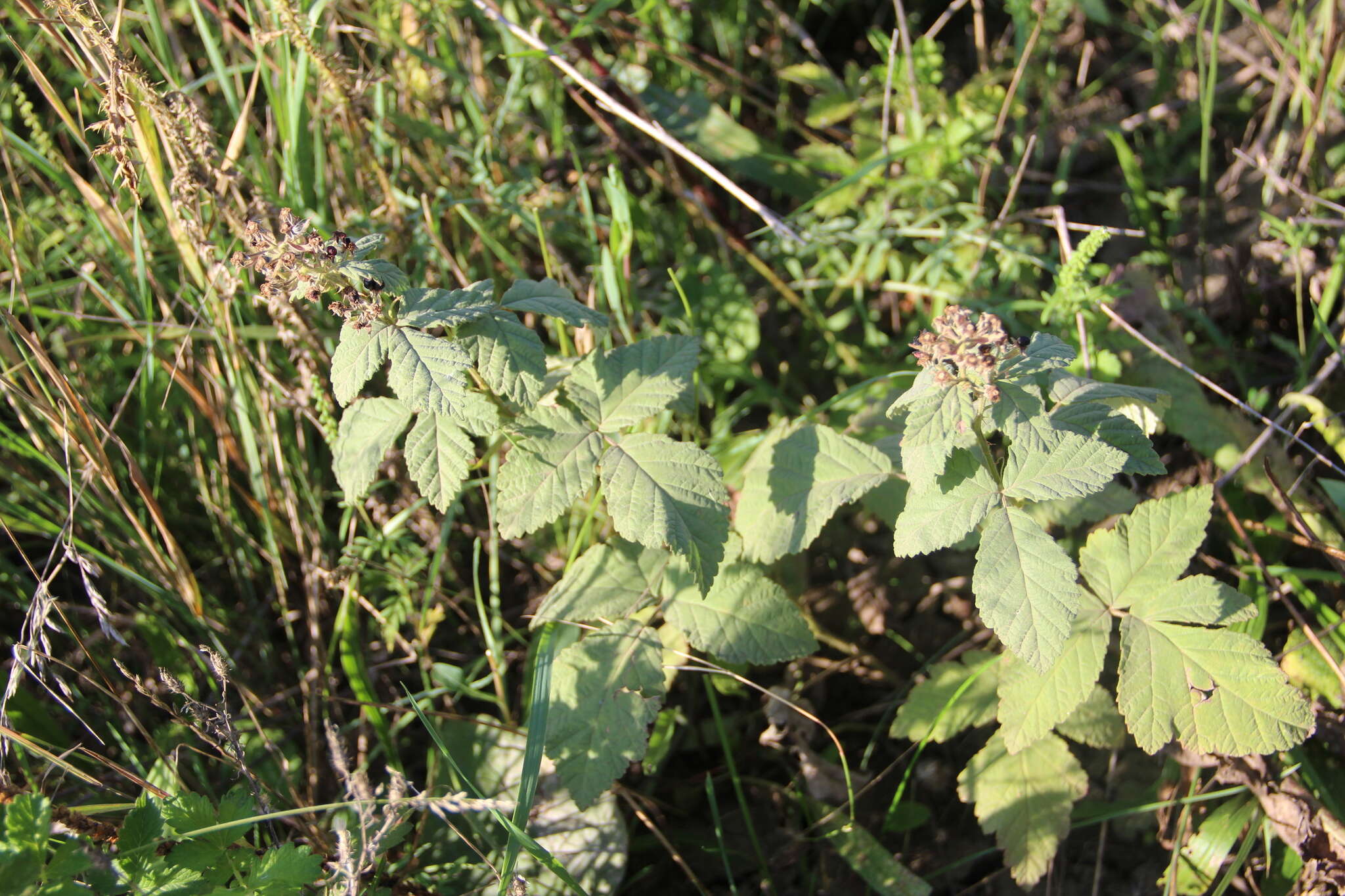 Image of Brambles