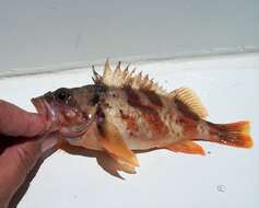 Image of Calico rockfish