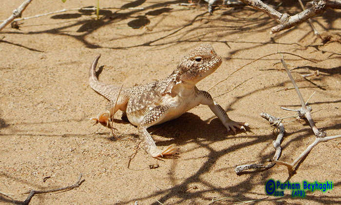 Image of Secret toadhead agama