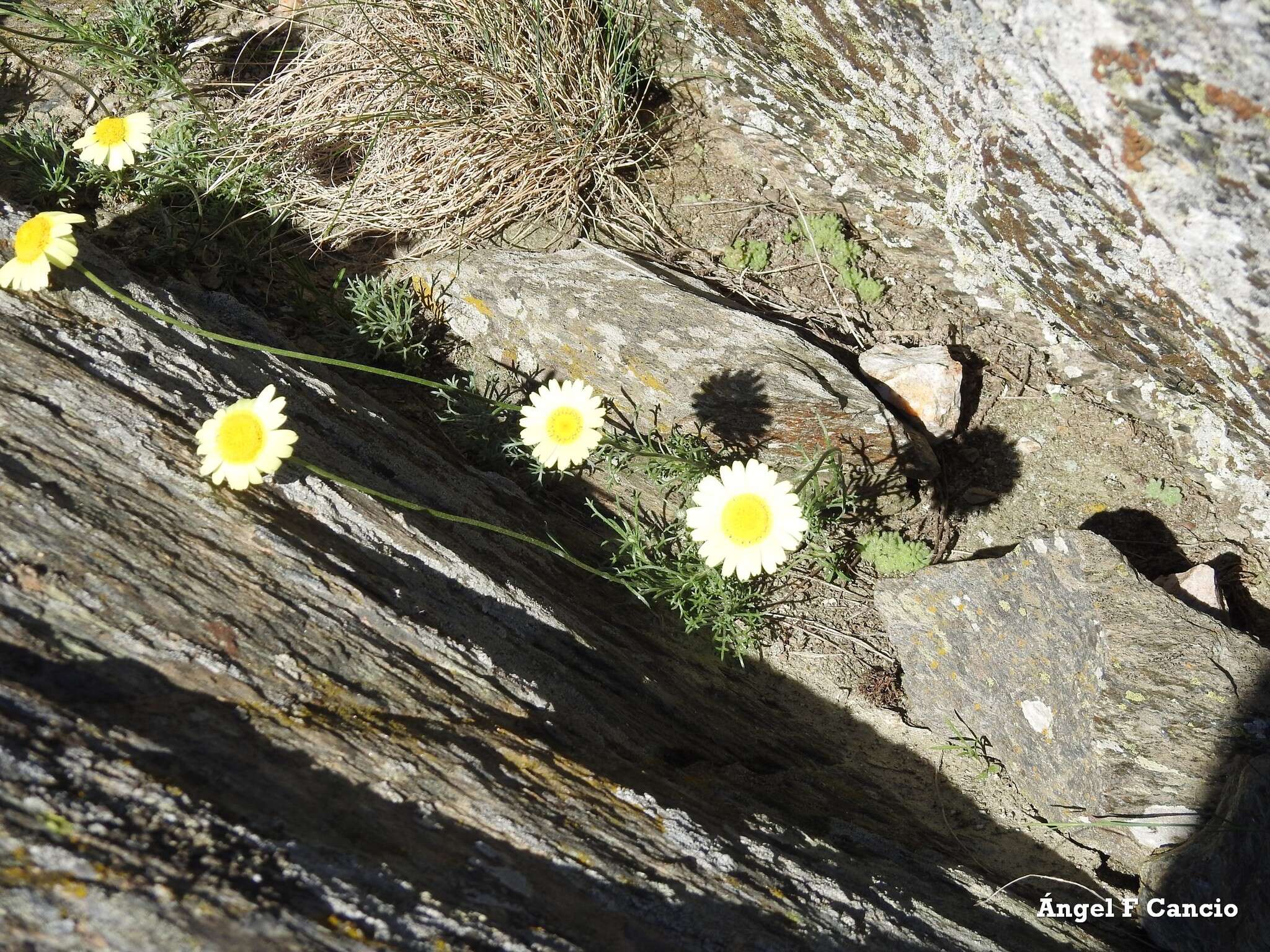 صورة Leucanthemopsis pallida (Mill.) Heywood