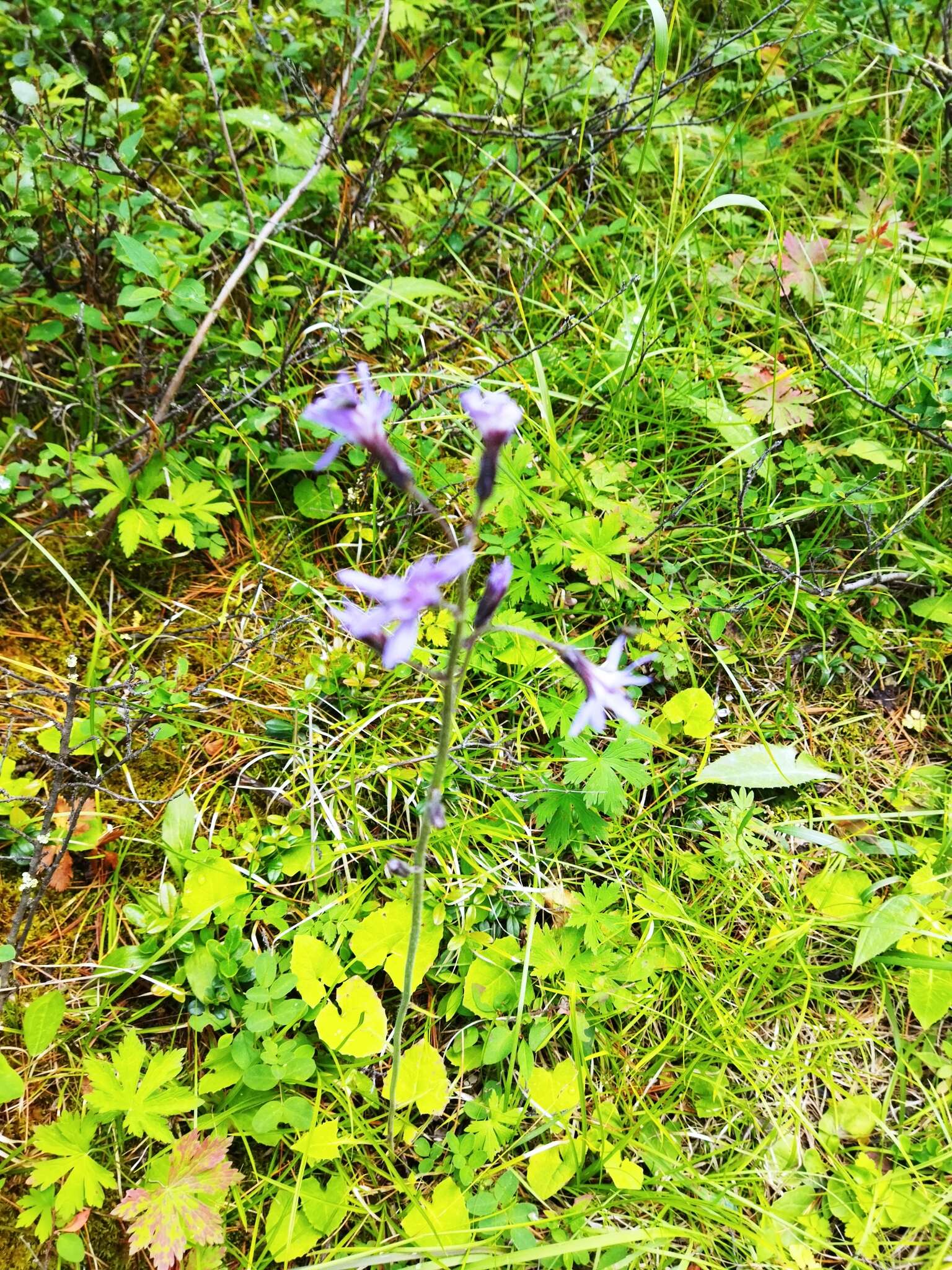 Image of Cicerbita azurea (Ledeb.) Beauv.