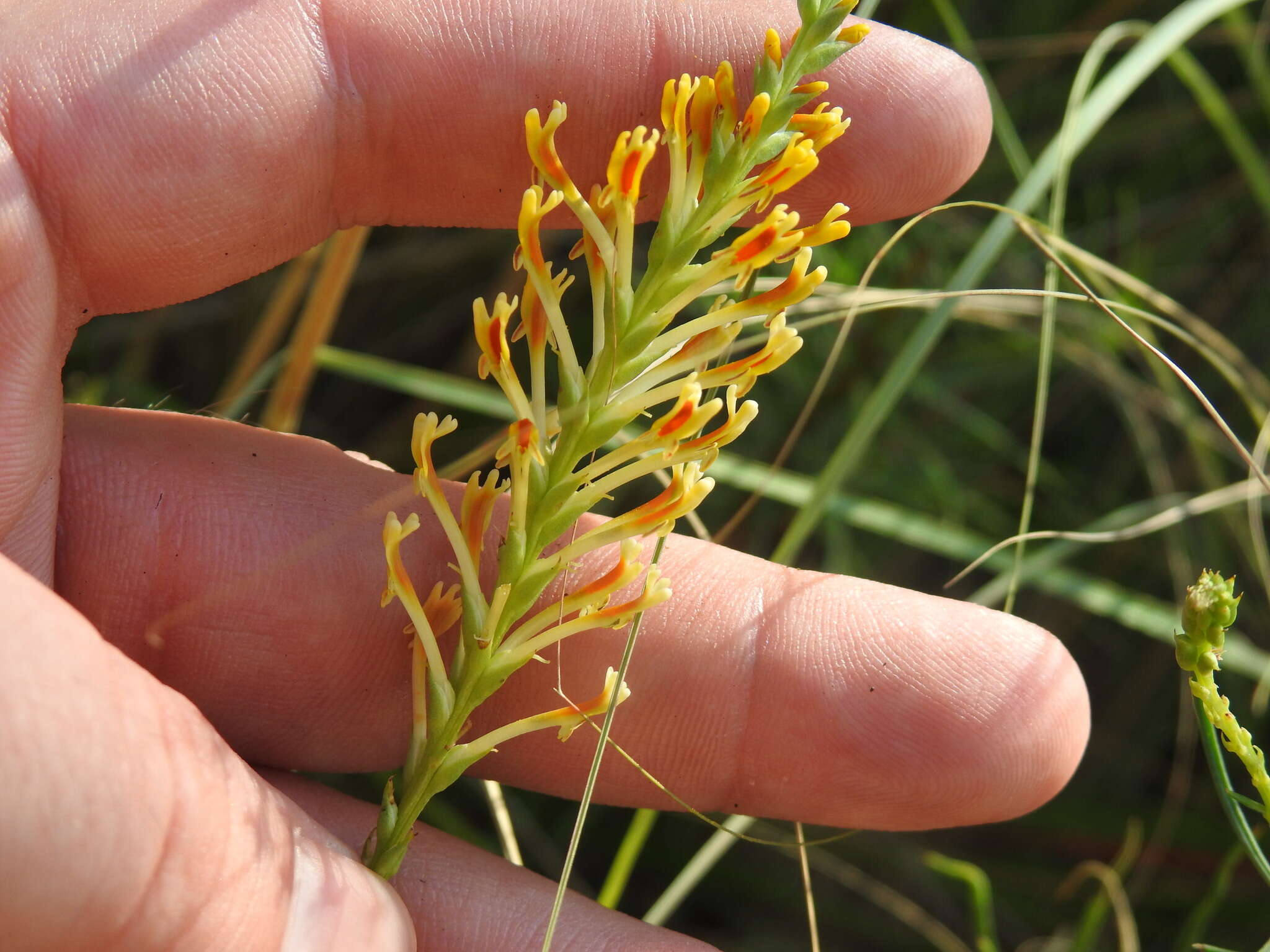 Sivun Hebenstretia comosa Hochst. kuva