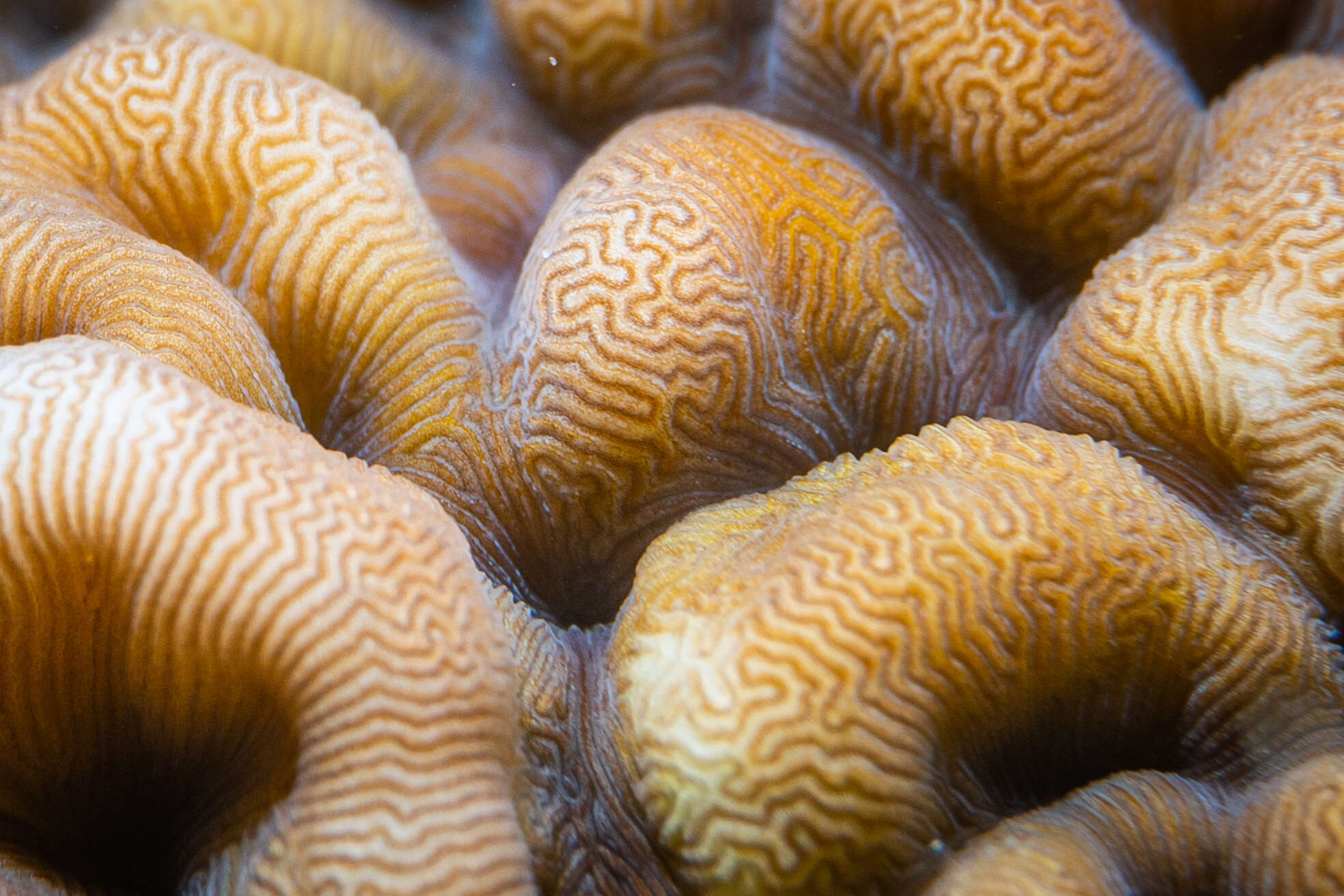 Image of porcelain coral