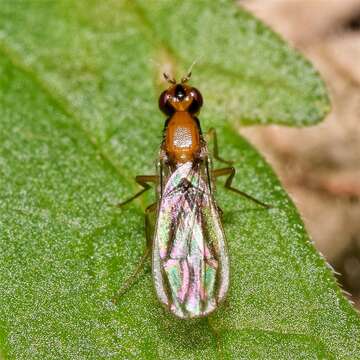 Imagem de Chamaepsila longipennis