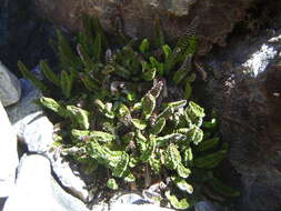 Image of Polystichum andinum Phil.