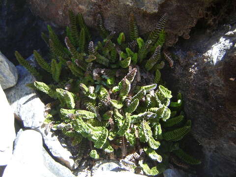 Plancia ëd Polystichum andinum Phil.