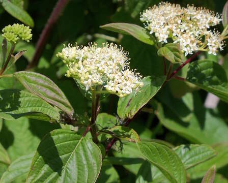 Cornus sericea subsp. occidentalis (Torr. & A. Gray) Fosberg resmi