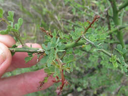 Image of Texas paloverde