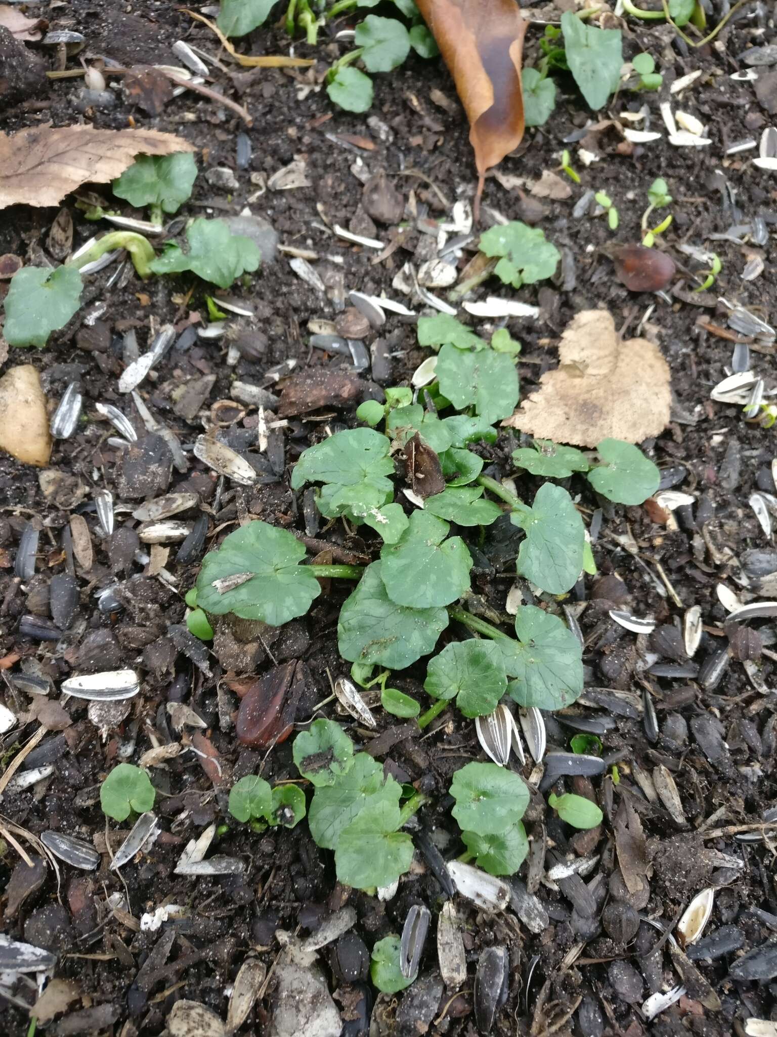 Image of Lesser celandine