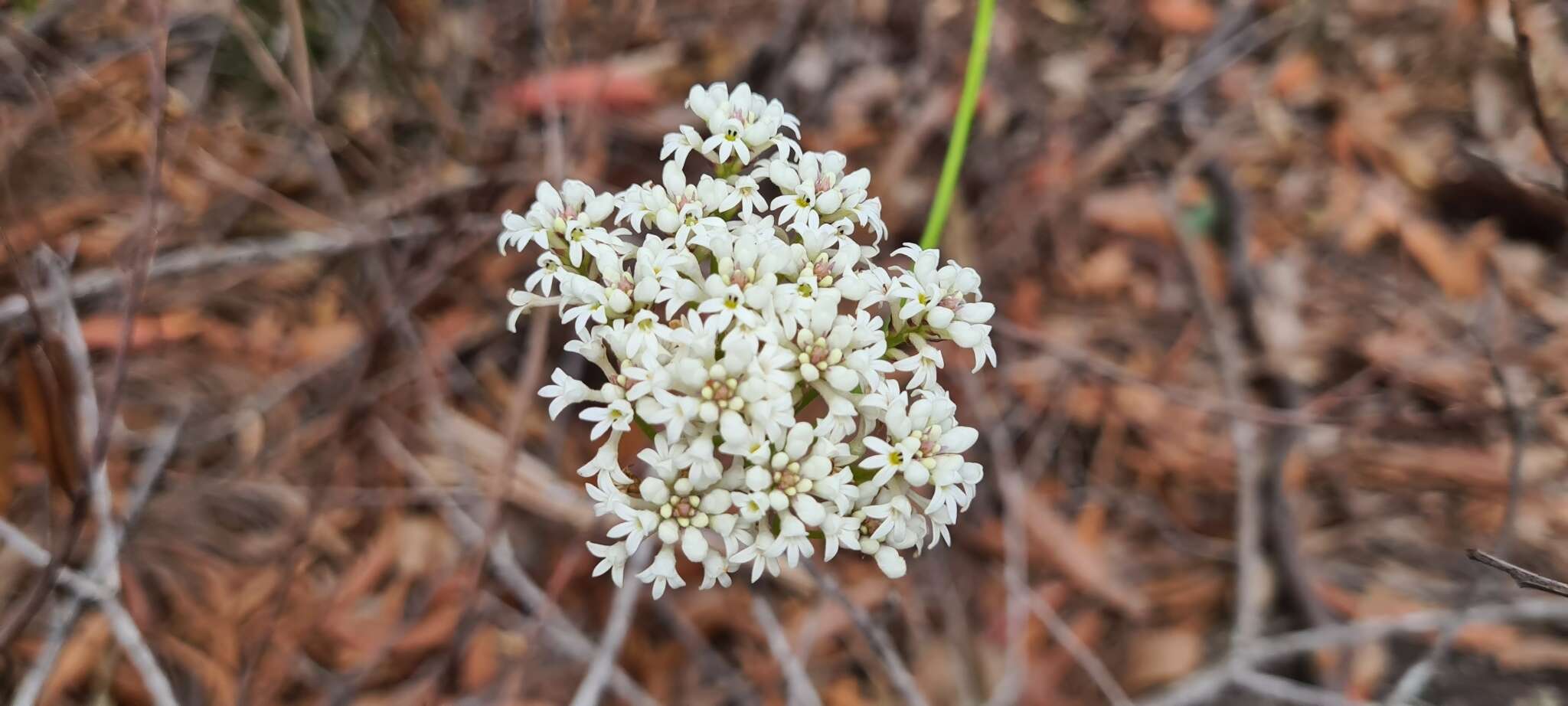 Image of Conospermum longifolium subsp. angustifolium (Meissn.) L. A. S. Johnson & Gillivray